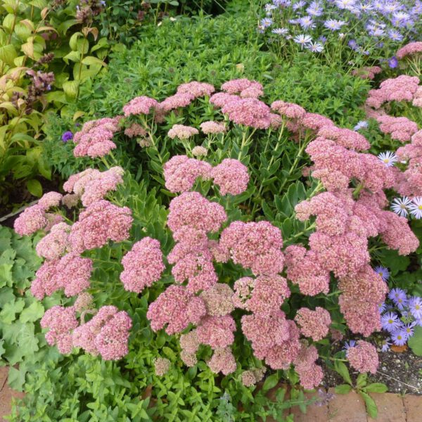 Fetthenne 'Herbstfreude'