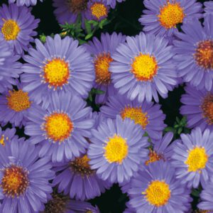 Kissen-Aster 'Prof. Anton Kippenberg'
