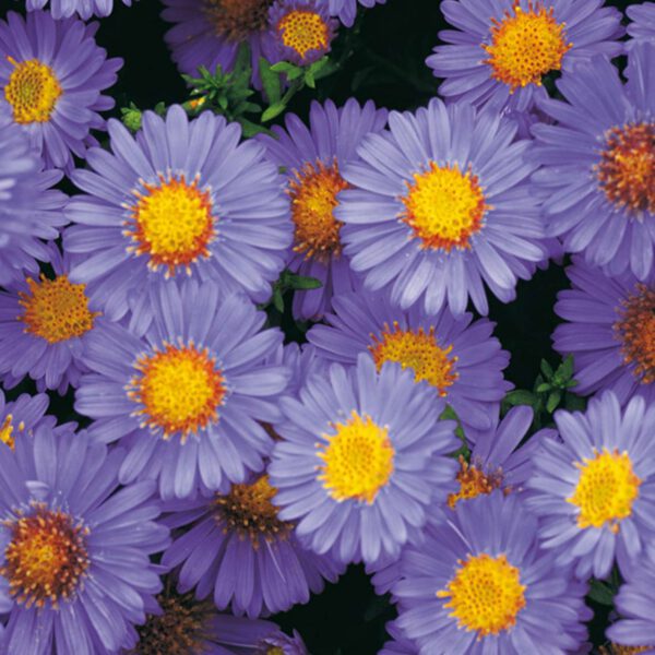 Kissen-Aster 'Prof. Anton Kippenberg'
