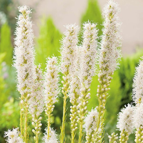 Prachtscharte 'Blanchetta'