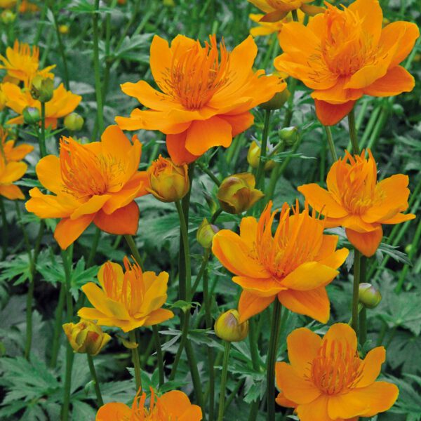 Trollblume 'Goldkönigin'