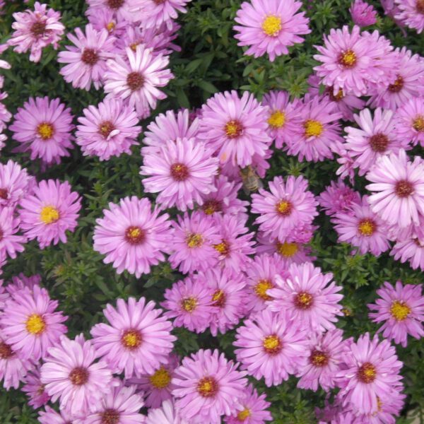 Kissen-Aster 'Rosenwichtel'