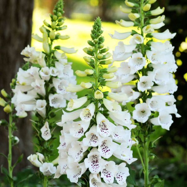 Weißer Fingerhut 'Alba'