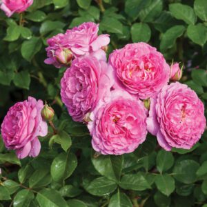 Essbare Rose 'Reneé van Wegberg®'