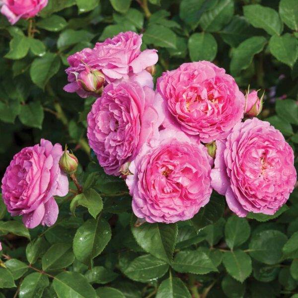 Essbare Rose 'Reneé van Wegberg®'