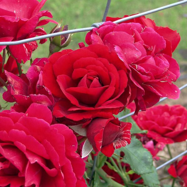 Kletterrose 'Santana®'