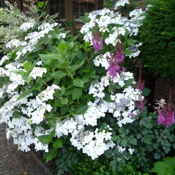 Tellerhortensie 'Lanarth White'
