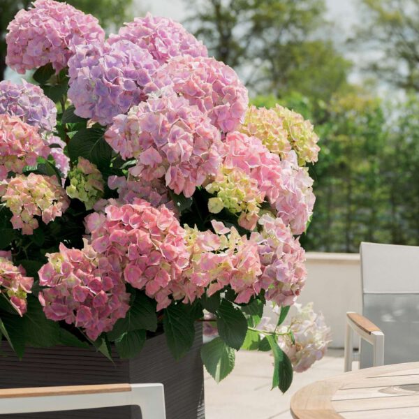 Ballhortensie 'Dolly Buster®'