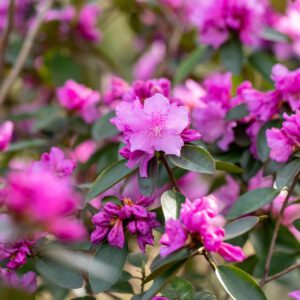 Wild-Rhododendron 'P. J. M. Elite' (frühblühend)