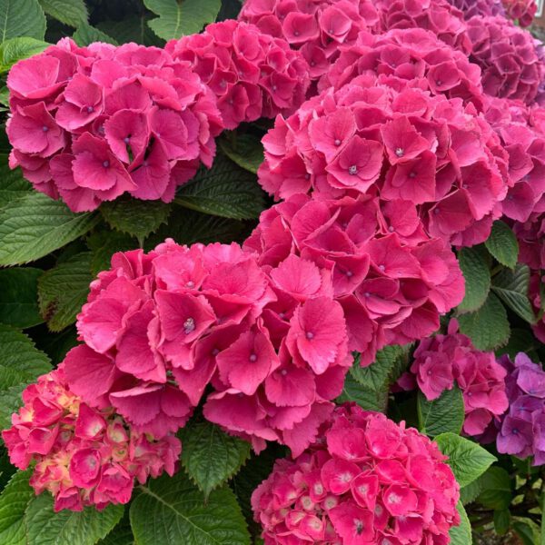 Ballhortensie 'Masja'/ 'Sibilla'