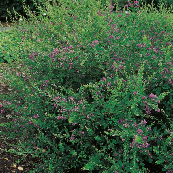 Zweifarbiger Buschklee