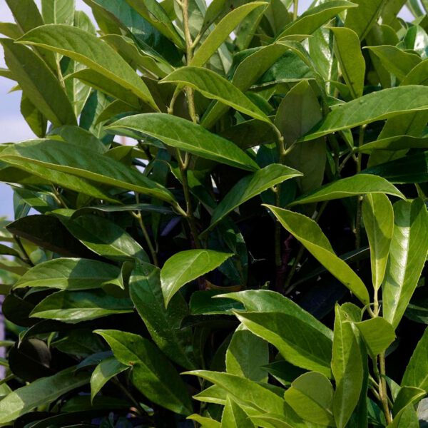 Kirschlorbeer 'Caucasica Fontanette®'