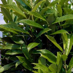 Kirschlorbeer 'Caucasica Fontanette®'