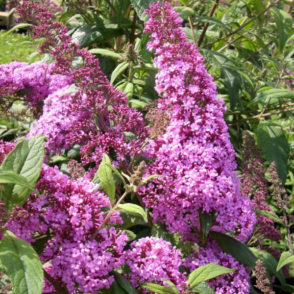 Schmetterlingsflieder 'Pink Delight'
