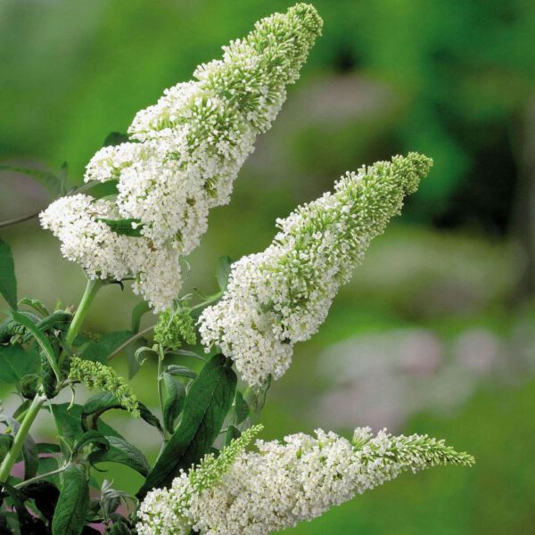 Schmetterlingsflieder 'White Profusion'