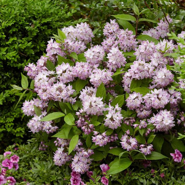 Deutzie 'Raspberry Sundae®'