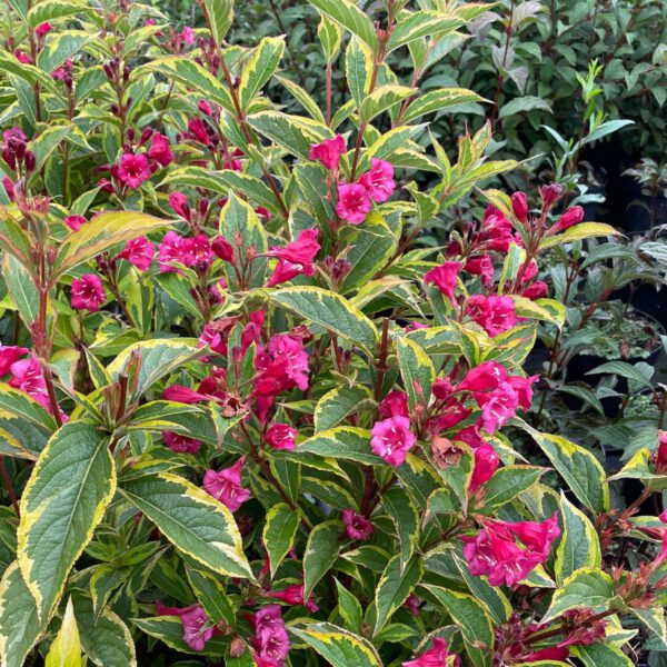 Zwerg-Weigelie 'Moulin Rouge®'