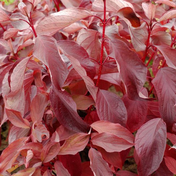 Rotholziger Hartriegel 'Baton Rouge®'