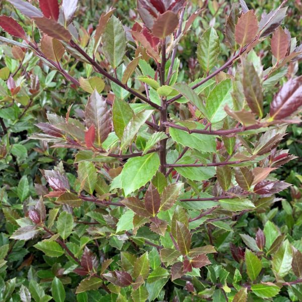Stechpalme 'Heckenblau®'