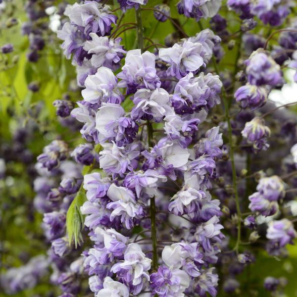 Blauregen 'Grande Diva® Cecilia'