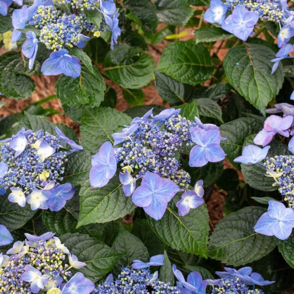 Hortensie 'Endless Summer® Pop Star®'