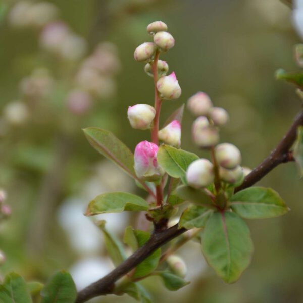 Prunkspiere 'Blushing Pearl'