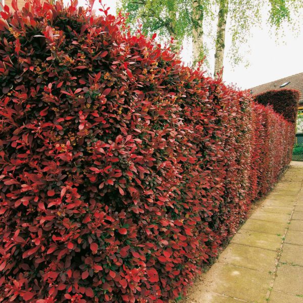 Blutberberitze 'Atropurpurea'