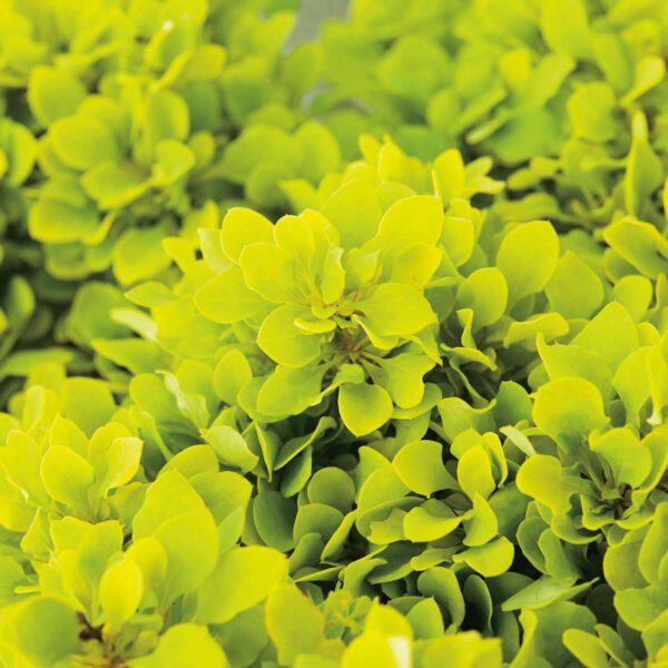Zwerg-Berberitze 'Tiny Gold'