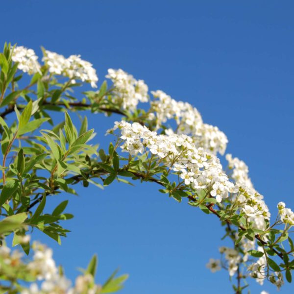 Weiße Rispenspiere 'Grefsheim'