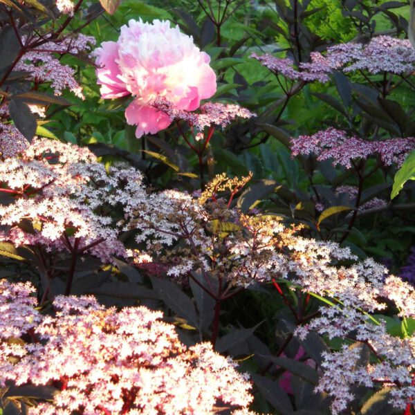 Dunkellaubiger Schwarzer Holunder  'Black Beauty'