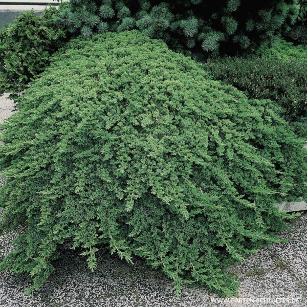 Japanischer Kriechwacholder 'Nana'