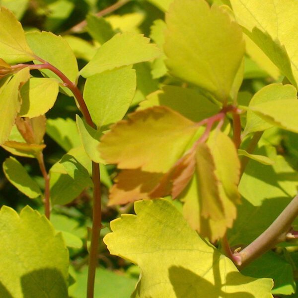 Prachtspiere 'Firegold®' - First Editions®