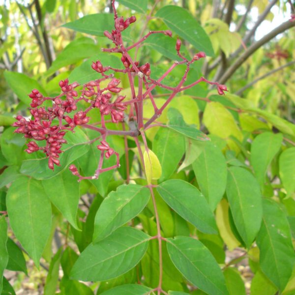 Bienenbaum - Duftraute