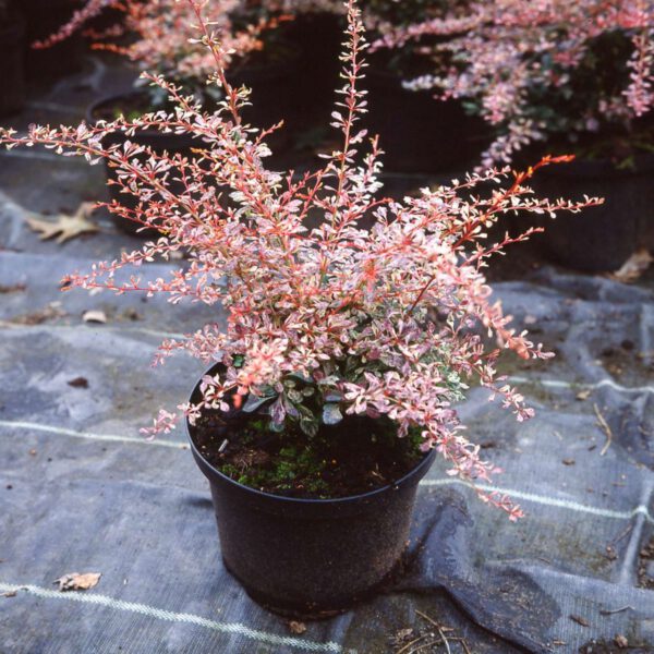Berberitze 'Pink Attraction'
