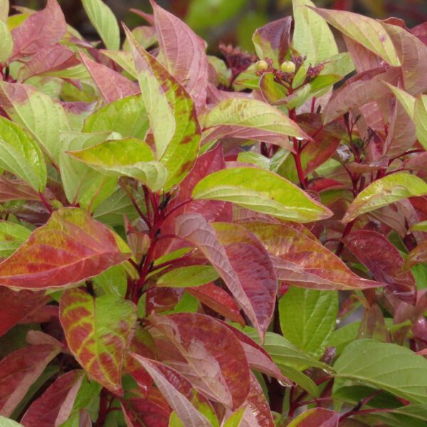Gelbholz Hartriegel 'Firedance'