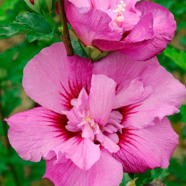 Garteneibisch 'Eruption'