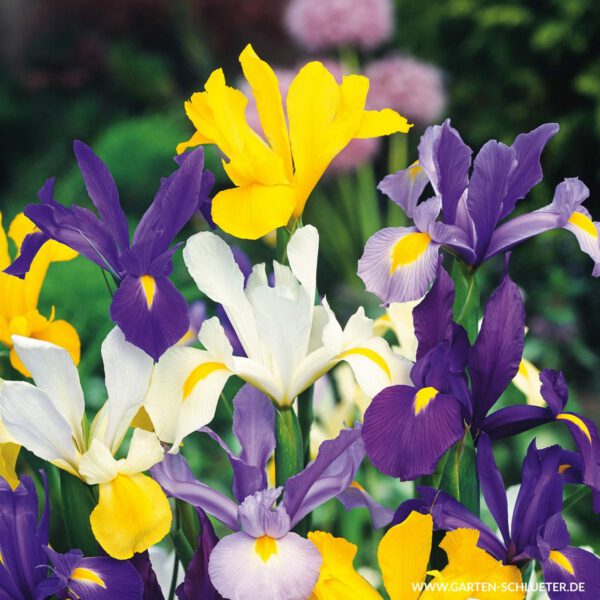 Iris 'Hollandica' Mix - 25 Stück