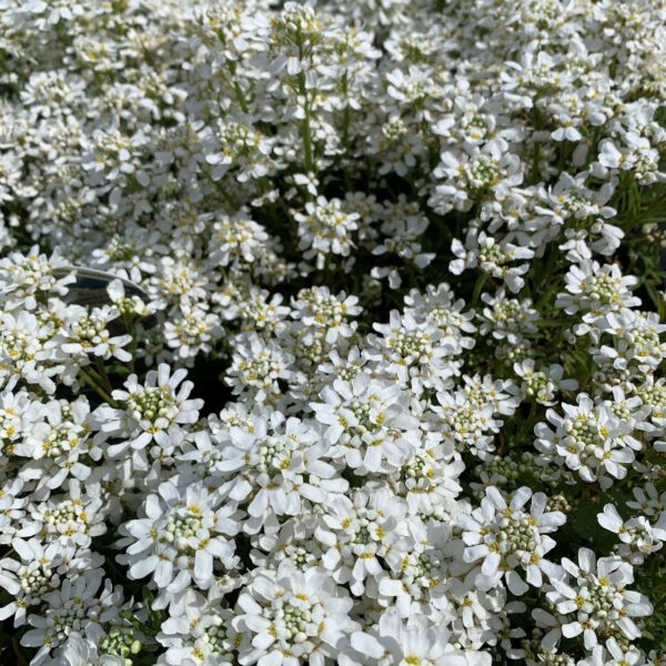 Weiße Schleifenblume - 3 Stück