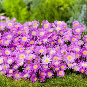 Mittagsblume (purpur) - 3 Stück