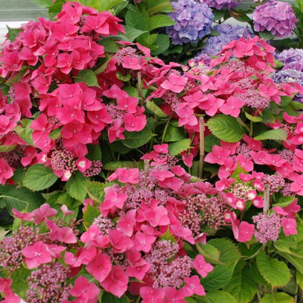 Tellerhortensie 'Kardinal'