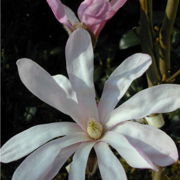Frühblühende rosa Sternmagnolie 'Rosea'