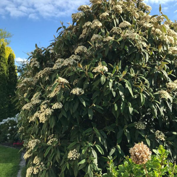 Runzelblättriger Schneeball rhytidophyllum