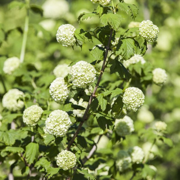 Gefüllter Schneeball 'Roseum'