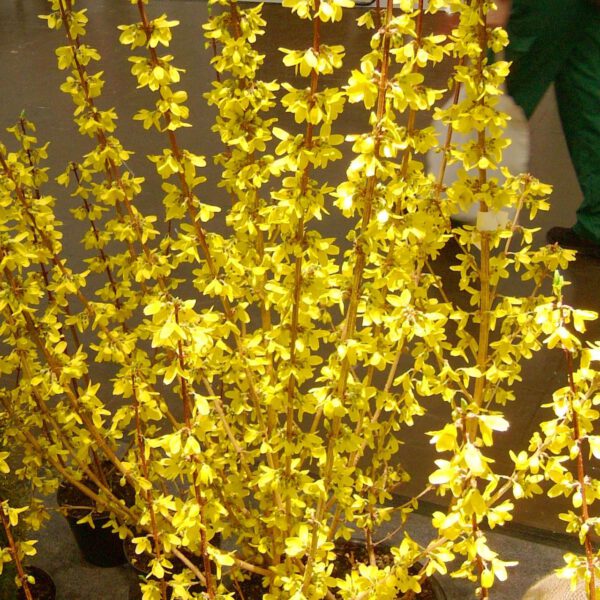 Goldglöckchen 'Goldrausch'