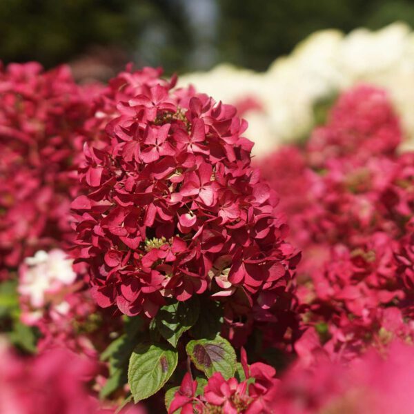 Rispenhortensie 'Diamant Rouge ®'