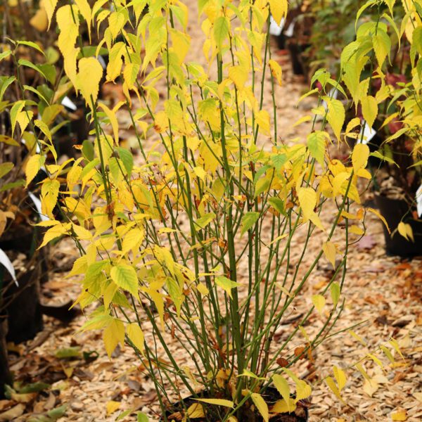 Gelbbunter Ranunkelstrauch 'Golden Guinea'