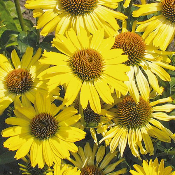 Scheinsonnenhut 'Cleopatra®'