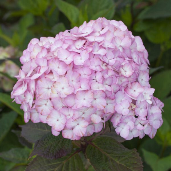 Gartenhortensie 'Preziosa'