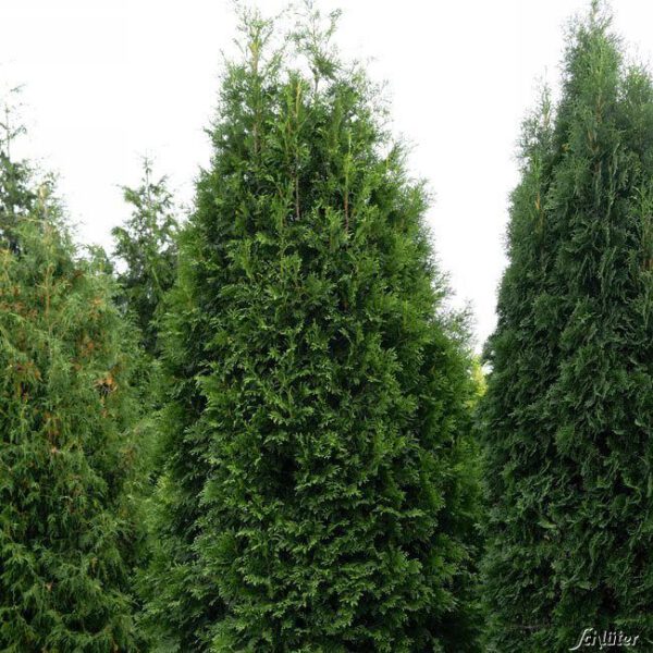 Lebensbaum 'Brabant'  -  50 Pflanzen  80 - 100 cm hoch für 20 Meter...