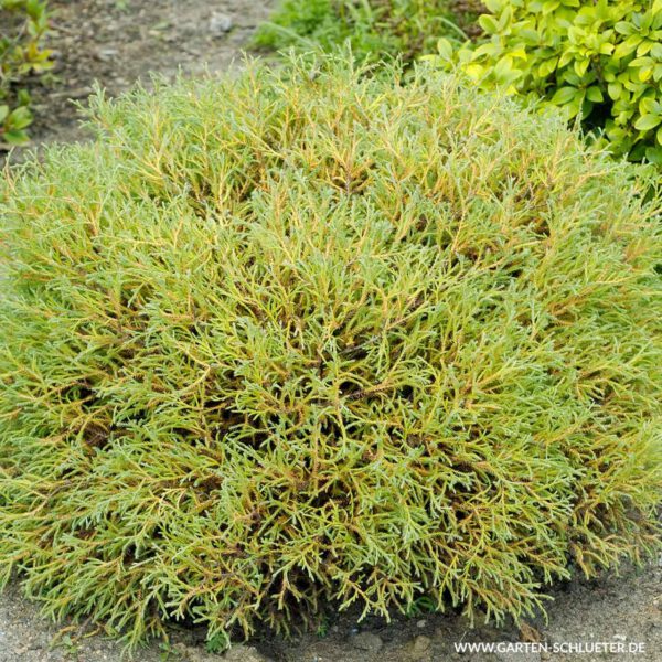 Abendländischer Lebensbaum 'Mr.Bowling Ball'